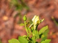 Green bud of a yellow rose flower close-up on a natural background. Floral background Royalty Free Stock Photo