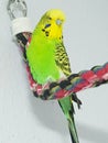 Green budgerigar