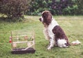 Green budgerigar in a cage on outdoors, a hunting dog sits next to it and looks at it