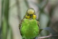 Green Budgerigar or Common Parakeet Bird