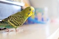 Green Budgerigar (domestic budgie)