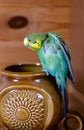 Green Budgerigar (domestic budgie) on vase