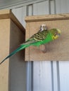 Green Budgerigar in his cage