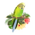 Green Budgerigar, home pets ,green parakeet on a branch bouquet with tropical flowers hibiscus, palm,philodendron watercolor