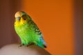 A green Budgerigar male sits on a chair in the house in the evening. Green Budgerigar on white armchair in apartment building on