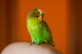 A green Budgerigar male sits on a chair in the house in the evening. Green Budgerigar on white armchair in apartment building on