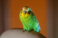 A green Budgerigar male sleeps on a chair in the house in the evening. Green Budgerigar on white armchair in apartment building