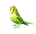 Green Budgerigar Parakeet Watercolor Exotic Bird Illustration Hand Drawn