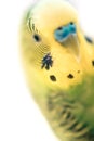 Green budgerigar parrot close up portrait on white background. macro. Cute green budgie. selective soft focus.