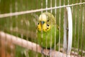 Green budgerigar parrot close up sits in cage. Cute green budgie