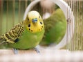 Green budgerigar parrot close up sits in cage. Cute green budgie