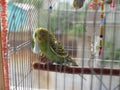 Green budgerigar parrot close up sits on cage near the mirror. Cute green budgie