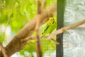 Green budgerigar parrot close up sits on tree branch in cage Royalty Free Stock Photo