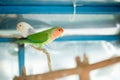 Green budgerigar parrot close up sits on tree branch in cage Royalty Free Stock Photo