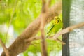 Green budgerigar parrot close up sits on tree branch in cage Royalty Free Stock Photo