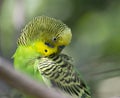 Green Budgerigar Parrot or Parakeet Bird Pruning