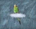 Green budgerigar sitting on a blue background isolated