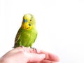 Green Budgerigar sitting on cage