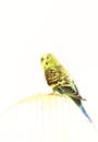 Green Budgerigar sitting on cage