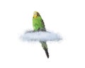 Green budgerigar sitting on a white background isolated