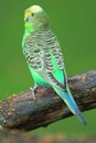 Green budgerigar