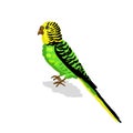 Green budgie bird, cute creature on a white background