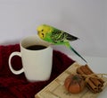 Green budgie coffee cinnamon white background