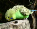 Male green budgie bird eating from a tree trunk Royalty Free Stock Photo