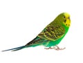 Green budgie Royalty Free Stock Photo