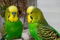 Green budgie looks at its reflection in the mirror Royalty Free Stock Photo