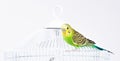 Green budgie sitting on his cage