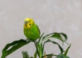 A green budgie is sitting on a green plant. Poultry hand made pet. The parrot sits with his eyes closed, sleeping. Closeup of a bi Royalty Free Stock Photo