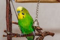Green budgie sitting and playing with a bell Royalty Free Stock Photo