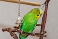 Green budgie sitting and playing with a bell Royalty Free Stock Photo