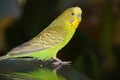 The green budgie is tame. beautiful bright parrot Royalty Free Stock Photo