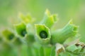 Green buds-bells, top view, close-up Royalty Free Stock Photo