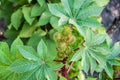 Green buds of Castor oil plant Ricinus communis