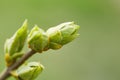 Green buds