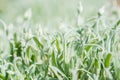 green buds and fluffy leaves, a background of silver grass. Beautiful summer card. Growth and blooming of flowers. Blooming Bokeh