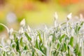 green buds and fluffy leaves, a background of silver grass. Beautiful summer card. Growth and blooming of flowers. Blooming Bokeh