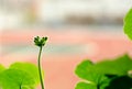 Green buds of a geranium flower on a blurred background. Pelargonium flower Royalty Free Stock Photo