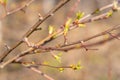 Green buds and leaves of rowan on a tree branch in the spring. Selective focus Royalty Free Stock Photo