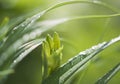 Green buds and long leafes of lilies Royalty Free Stock Photo