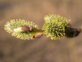 Green buds in spring closeup