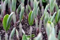 Green buds Royalty Free Stock Photo