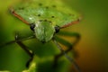 Green bug Royalty Free Stock Photo