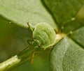 Green bug Royalty Free Stock Photo