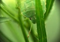 A green bug with black dots, sits on a blade of grass. Macro Royalty Free Stock Photo