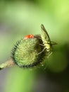 Green bug Royalty Free Stock Photo