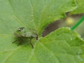 Green bug on a cucumber leaf Royalty Free Stock Photo